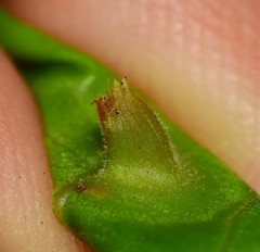 Phylloxera caryaefoliae