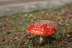 Amanita muscaria