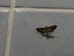 Nausinoe geometralis