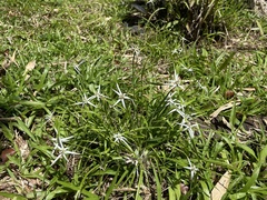 Rhynchospora nervosa