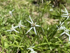 Rhynchospora nervosa