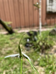 Rhynchospora nervosa