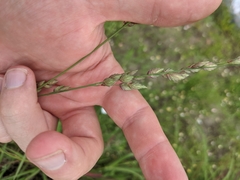 Eragrostis superba