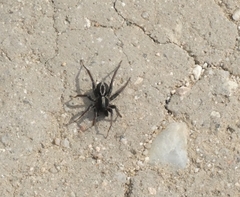 Alopecosa albofasciata