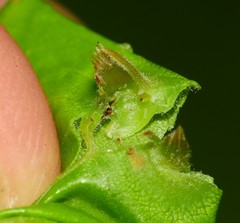 Phylloxera caryaefoliae