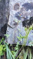 Trifolium variegatum geminiflorum