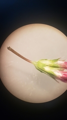 Trifolium variegatum geminiflorum