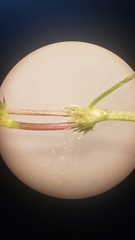 Trifolium variegatum geminiflorum