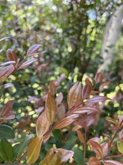 Myrcia citrifolia