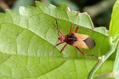 Hypselonotus bitrianguliger