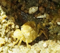 Hemigrapsus sanguineus