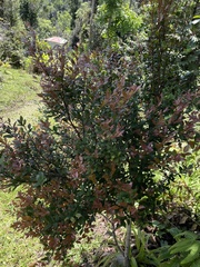Myrcia citrifolia