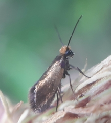 Micropterix