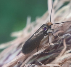 Micropterix