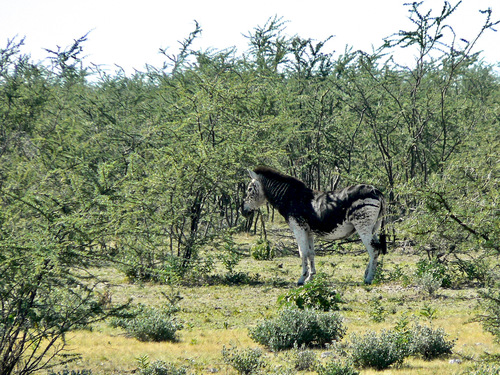 Plains Zebra, Uuvudhiya, NA-ON, Etosha National Park, NA, photo 10 of 10