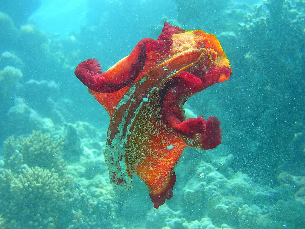 Bloody Spanish Dancer