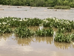Hymenocallis coronaria