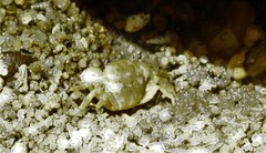 Hemigrapsus sanguineus