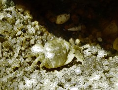 Hemigrapsus sanguineus