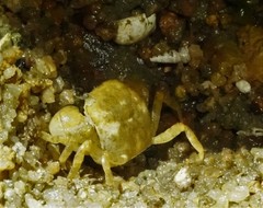 Hemigrapsus sanguineus