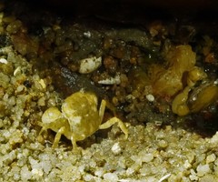 Hemigrapsus sanguineus