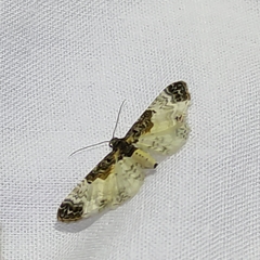 Eupithecia breviculata