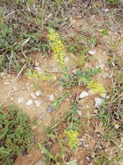 Thymelaea sanamunda