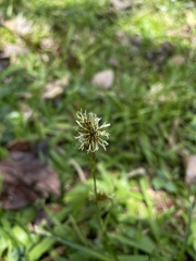 Rhynchospora holoschoenoides