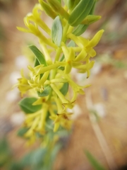 Thymelaea sanamunda