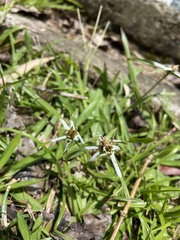 Rhynchospora nervosa