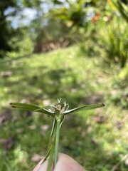 Rhynchospora nervosa