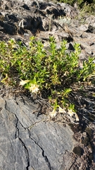 Diplacus grandiflorus