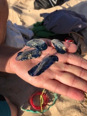 Velella