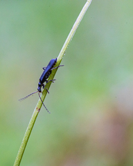 Cantharis paludosa