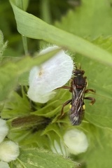 Nomada flava