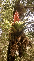 Tillandsia imperialis