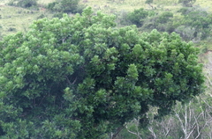 Harpephyllum caffrum