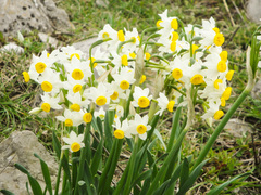 Narcissus tazetta tazetta