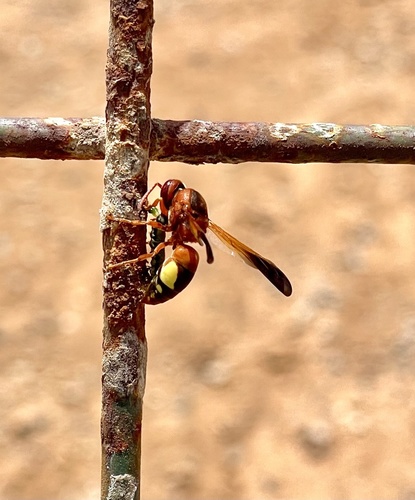 Rhynchium oculatum ibericum