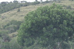 Harpephyllum caffrum