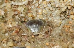 Cryptopotamon anacoluthon