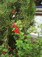 Salvia microphylla