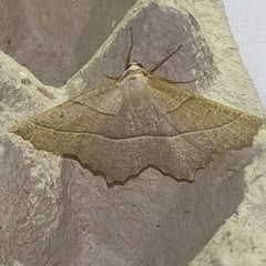 Gerinia honoraria