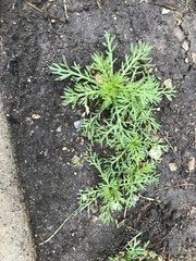 Matricaria discoidea