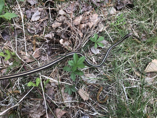 Common Ribbon Snake photographed in New Hampshire