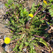Taraxacum erythrospermum - Photo (c) grinnin, algunos derechos reservados (CC BY-NC), subido por grinnin