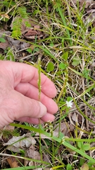 Oryzopsis asperifolia