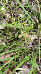 Oryzopsis asperifolia