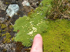 Kelleria croizatii