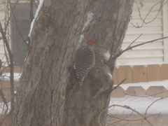 Melanerpes carolinus
